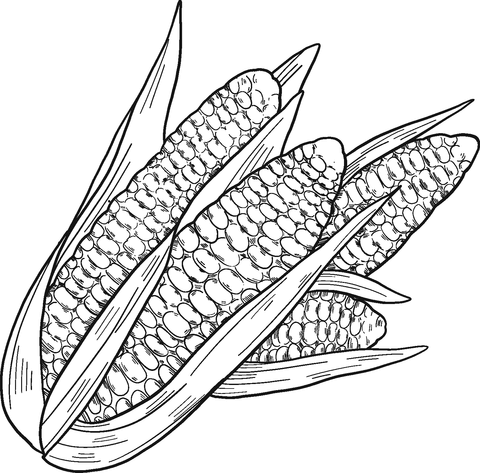 Corn cobs coloring page free printable coloring pages