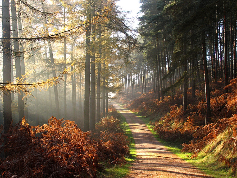 Misty morning in abrahams valley cannock chase staffordshire wallpaper background id