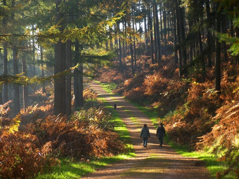 Cannock chase country park staffordshire wallpaper background id