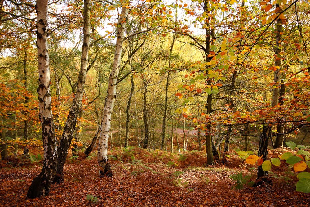 Autumn colours on cannock chase wallpaper background id