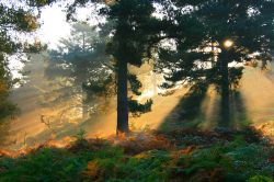 Cannock chase country park wallpapers backgrounds