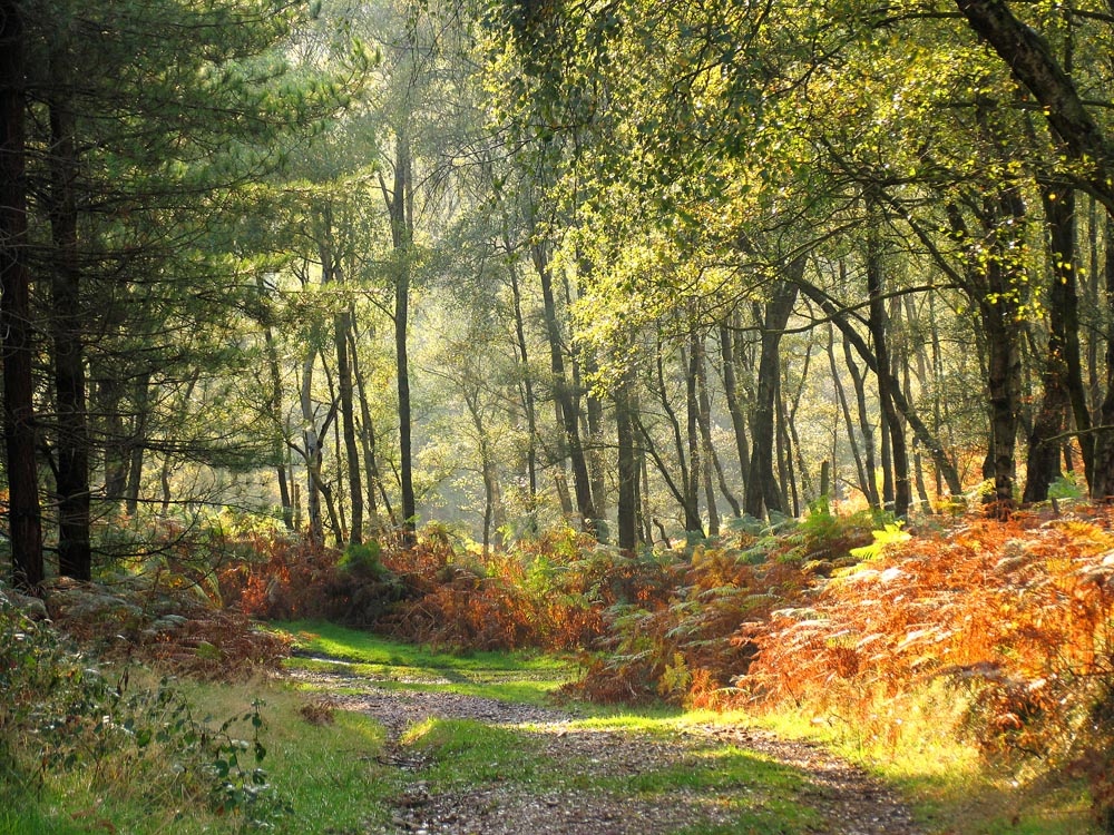 Autumn on cannock chase wallpaper background id