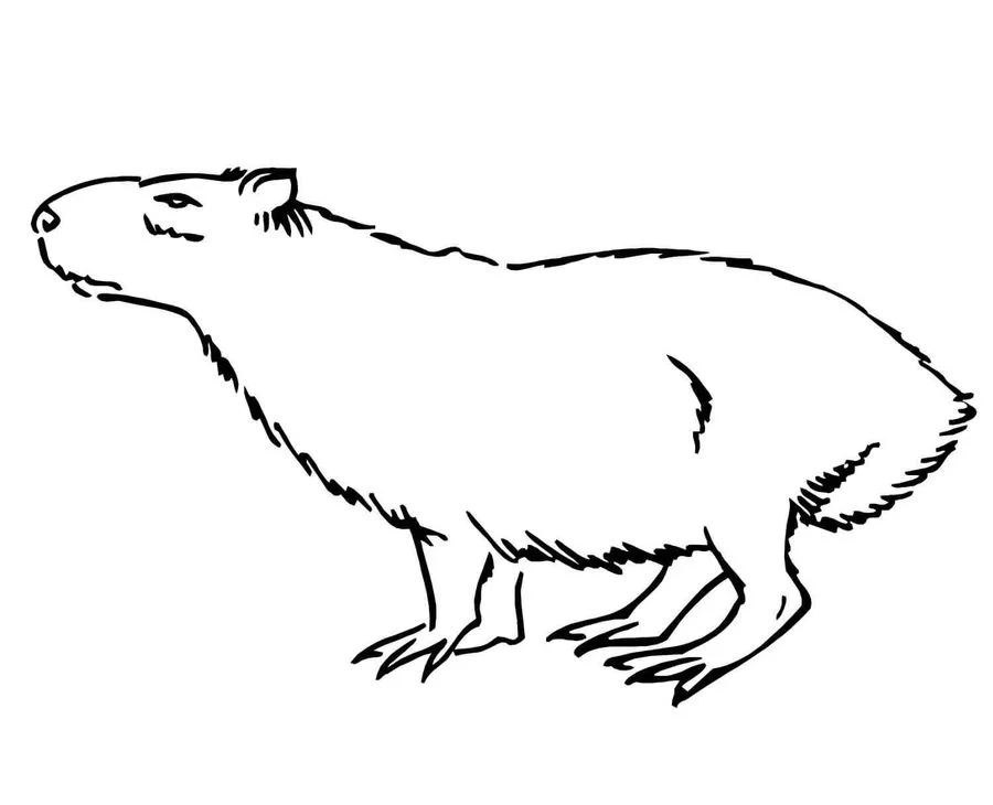 Capybara coloring pages