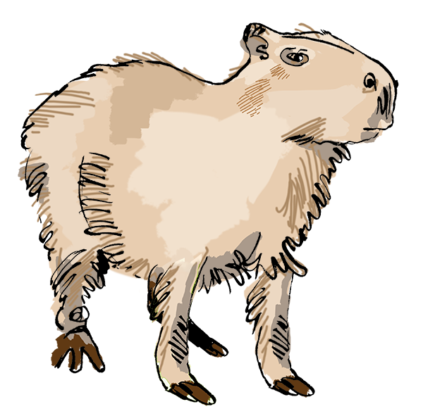 Capybara png transparent images