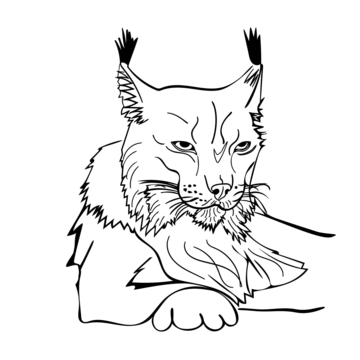 Caracal cat png transparent images free download vector files