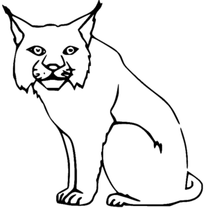 Lynx coloring pages printable for free download