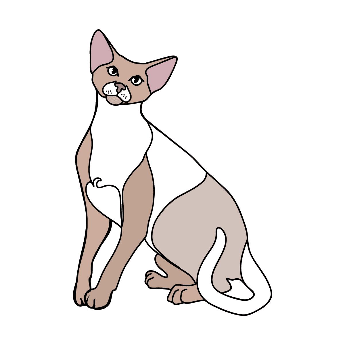 Oriental shorthair cat coloring page â online and print for free