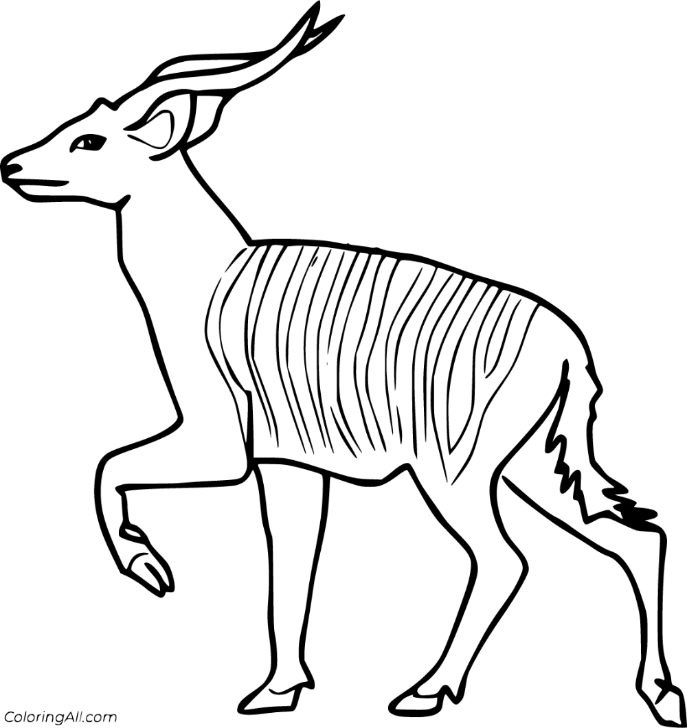 Colorful bongo coloring pages