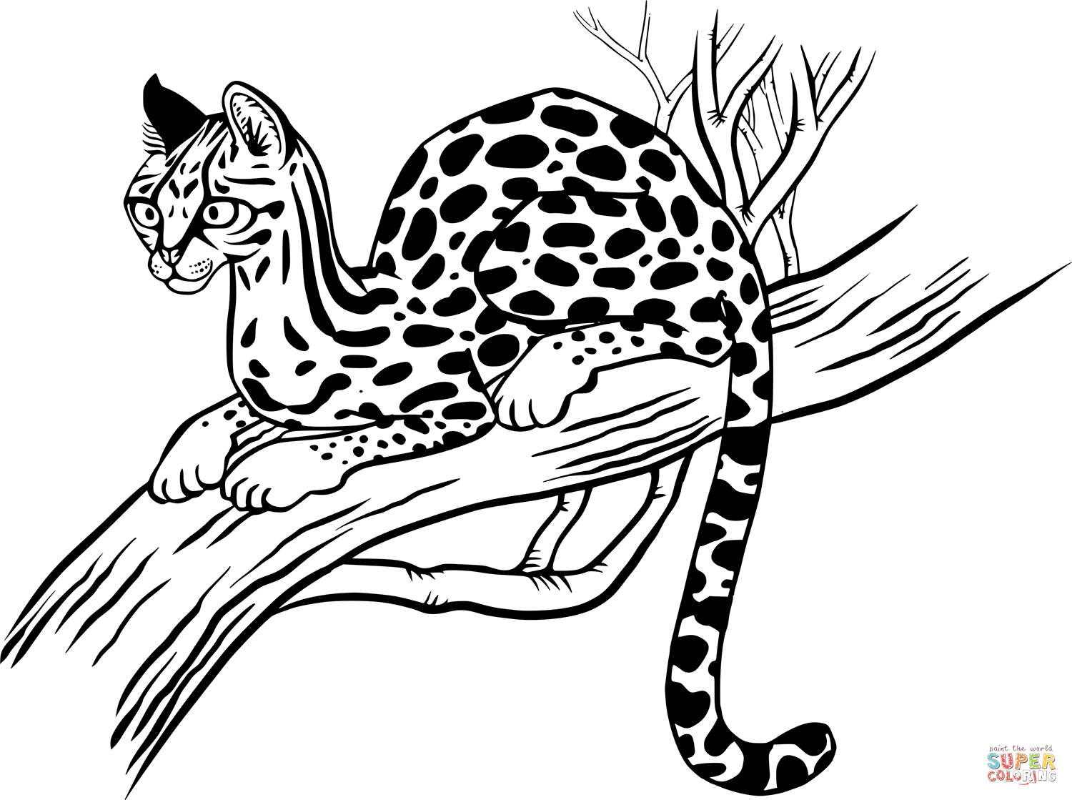 Margay coloring page free printable coloring pages