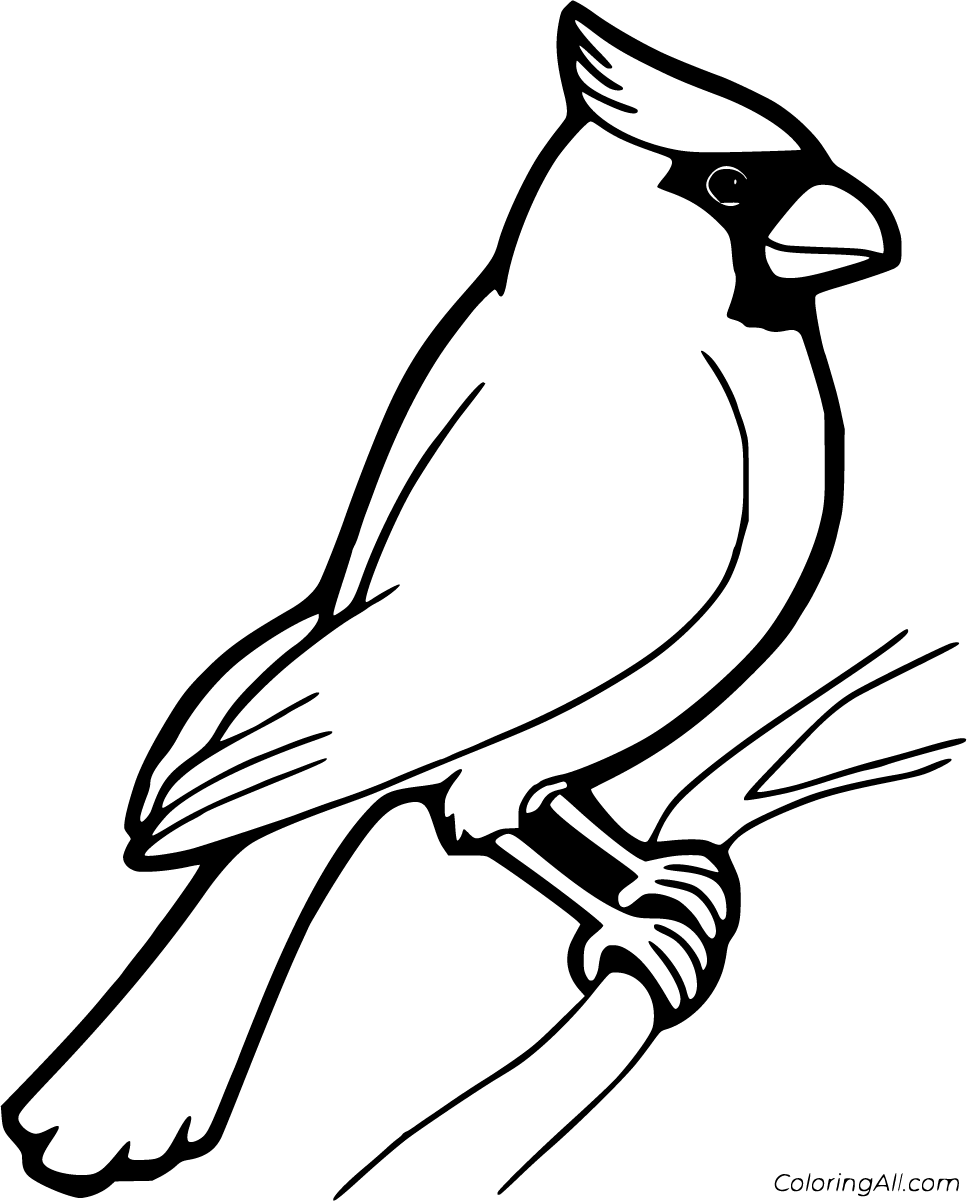 Free printable cardinal coloring pages in vector format easy to print from any device and automaticâ bird coloring pages bird drawings animal coloring pages