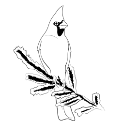 Cardinal red branch bird coloring page for kids