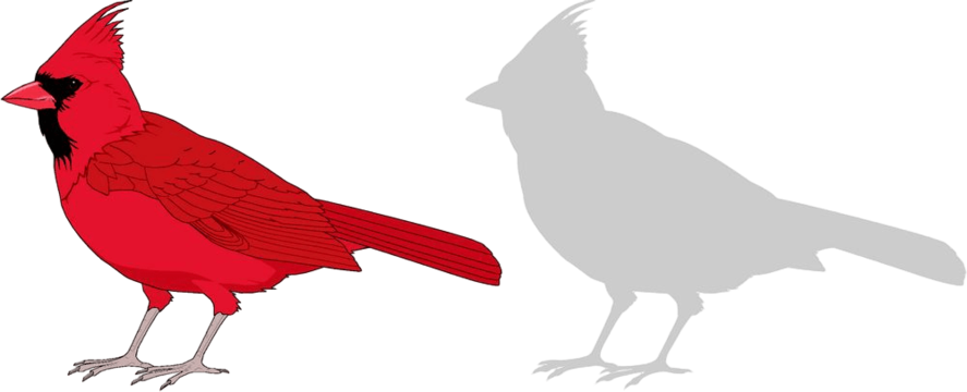 Cardinal png transparent images free download vector files