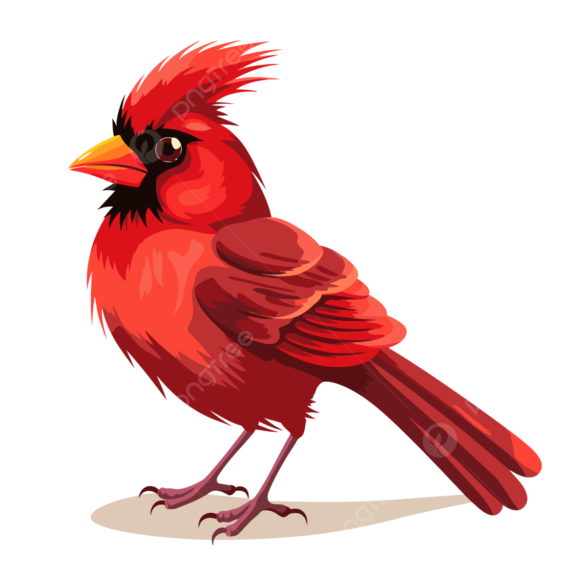 Cardinal png transparent images free download vector files