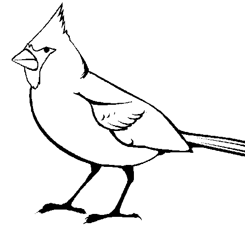 Cardinal coloring page