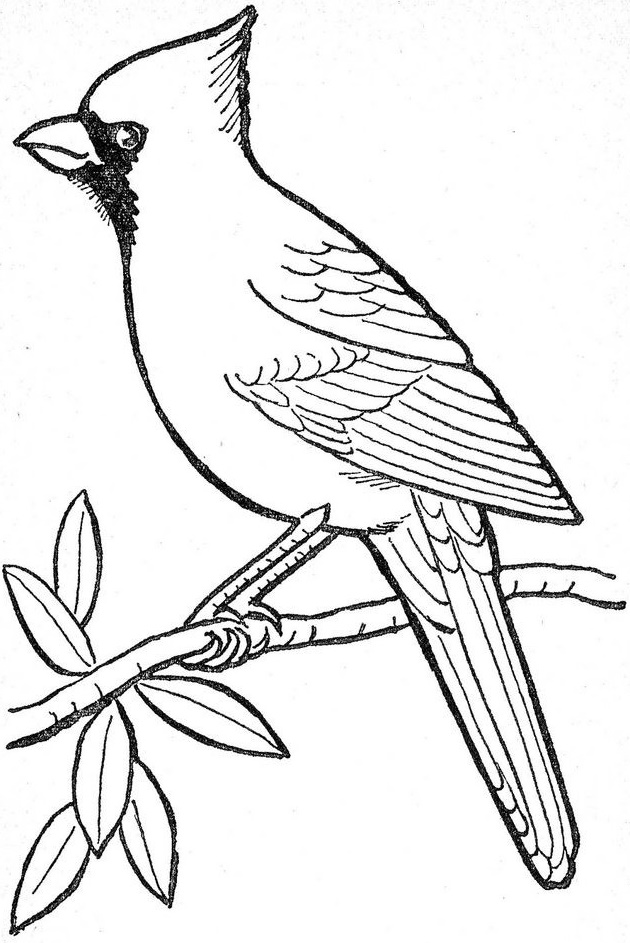 Cardinal on a branch coloring picture bird coloring pages bird drawings bird outline