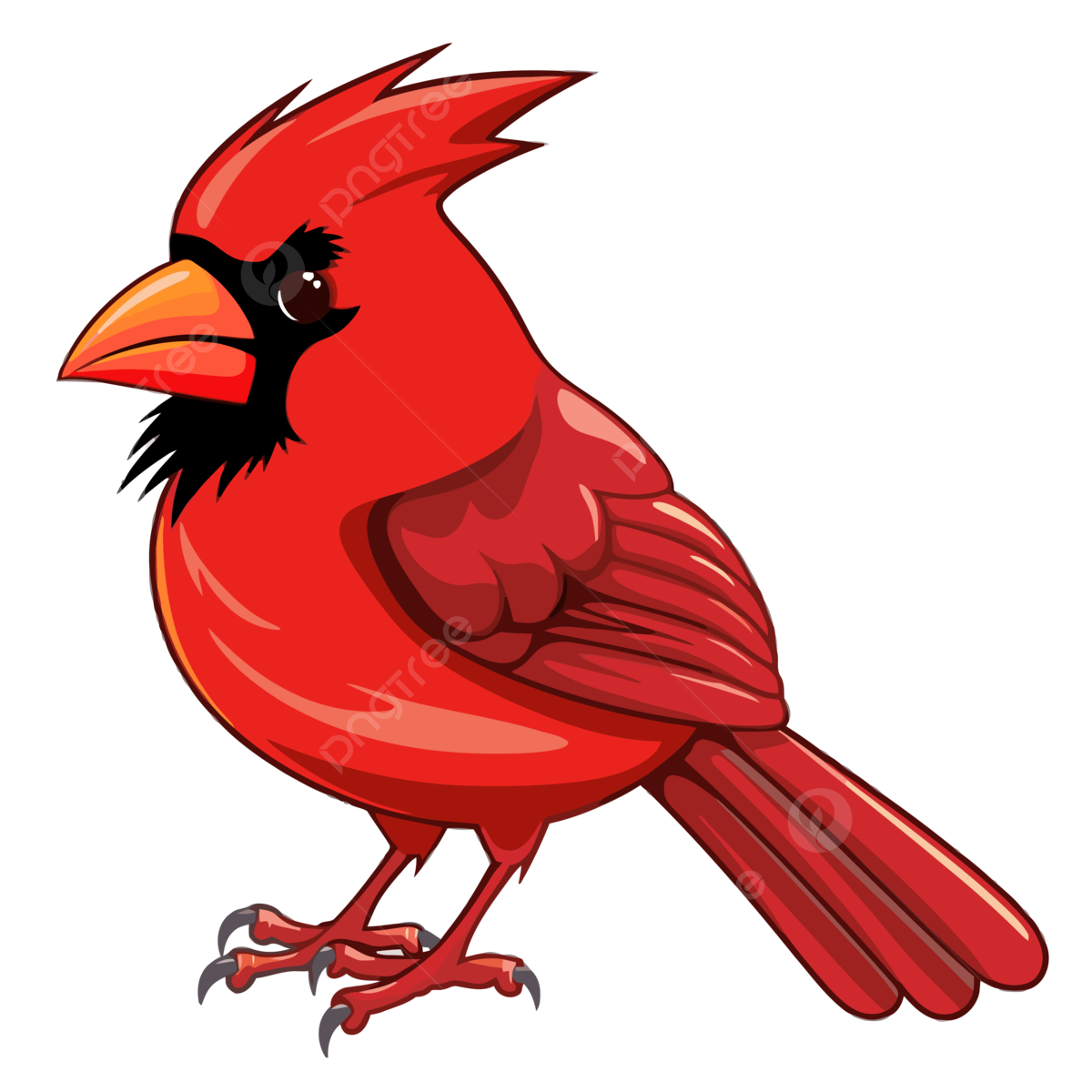 Arizona cardinal png transparent images free download vector files