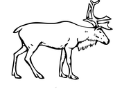 Reindeer coloring pages free coloring pages