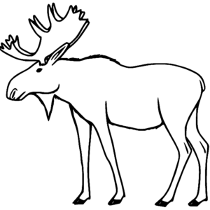 Moose coloring pages printable for free download