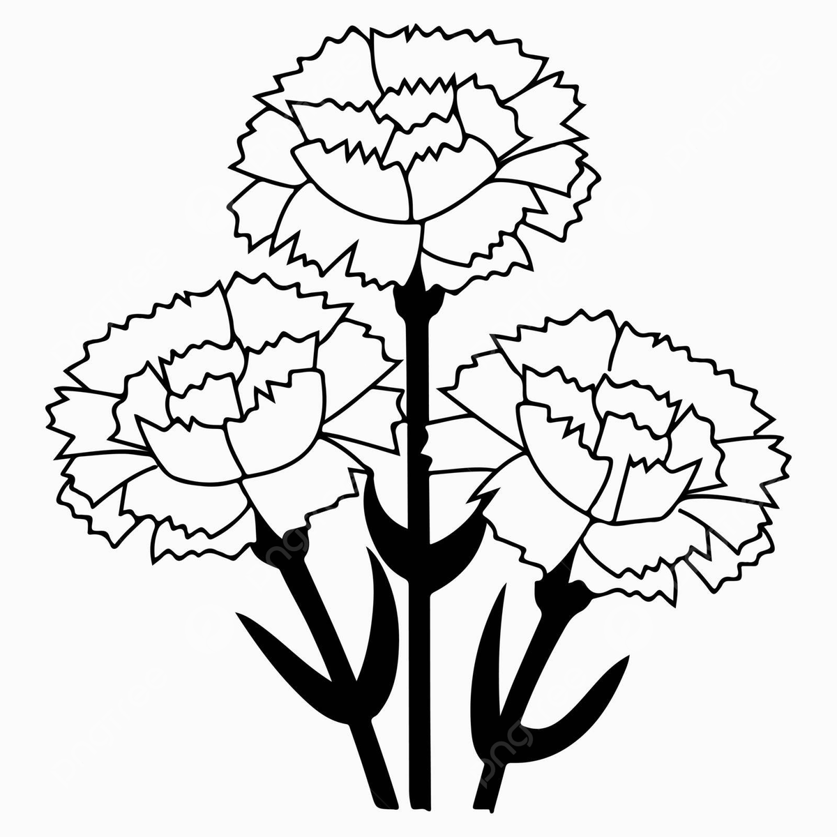 Carnations line art png transparent images free download vector files