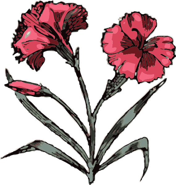 Carnation clip art at