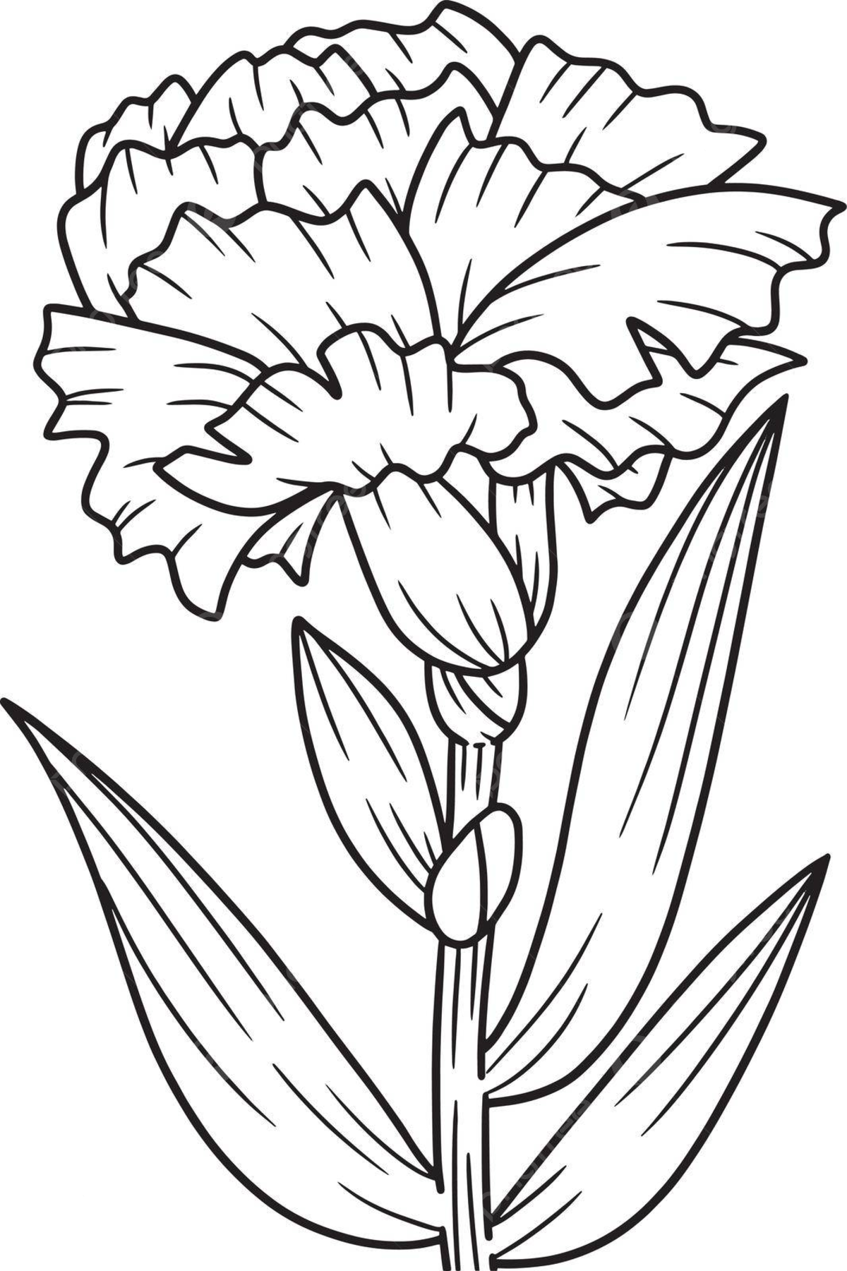 Carnation flower coloring page for adults coloring garden colouring page vector coloring garden colouring page png and vector with transparent background for free download