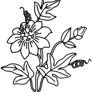 Bellflower coloring pages printable for free download