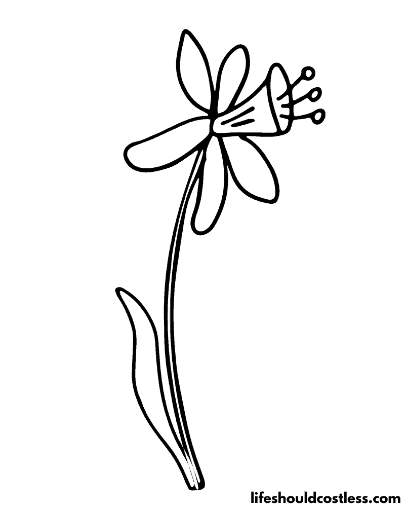 Daffodil coloring pages free printable pdf templates