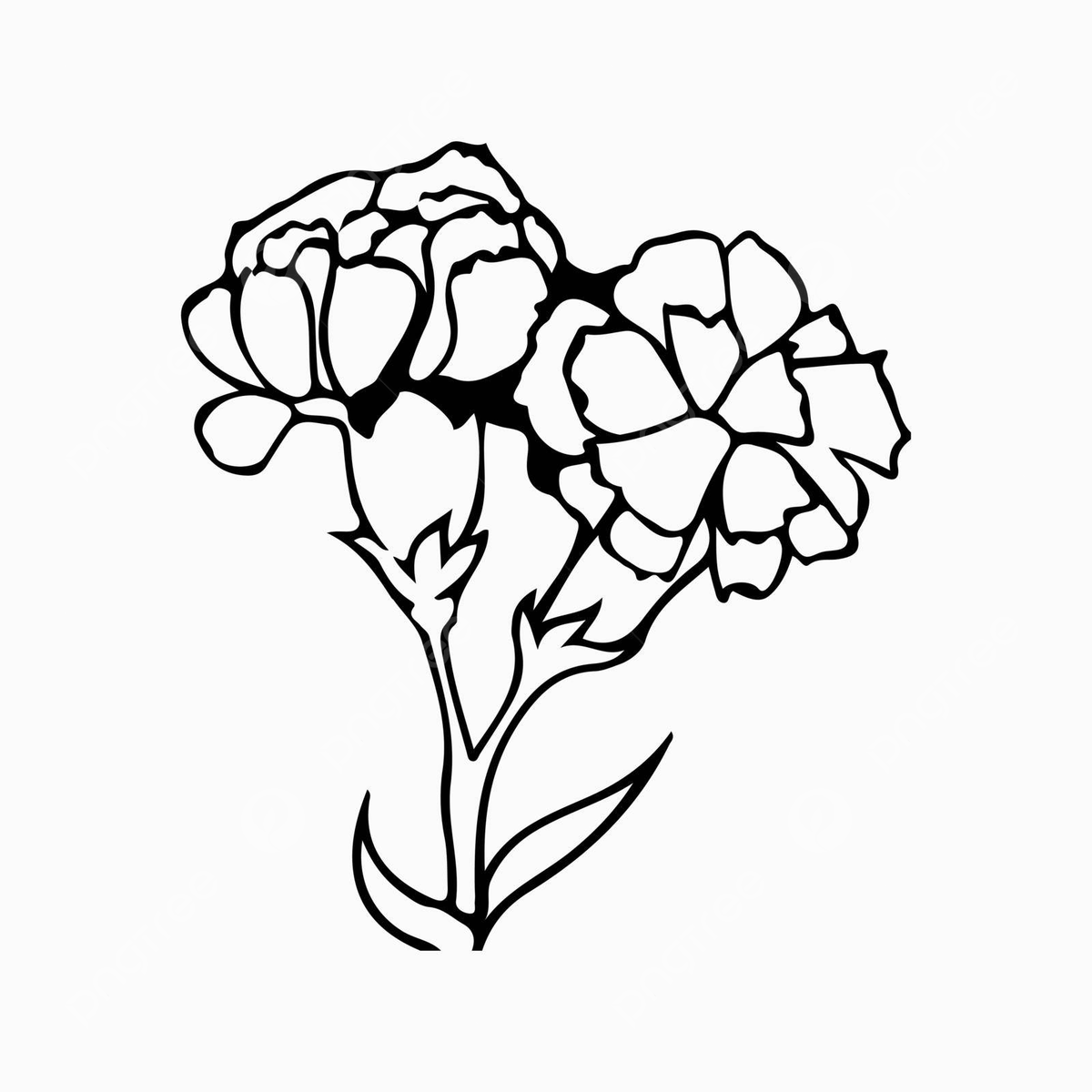 Carnation flower background png transparent images free download vector files