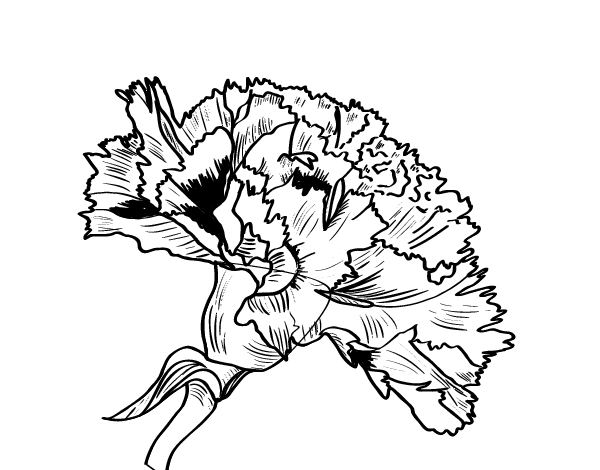 Carnation flower coloring page