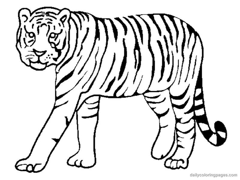 Dibujos de tigre animales para colorear y pintar â pãginas para imprimir y colorear