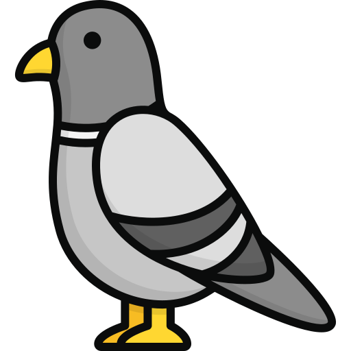 Pigeon