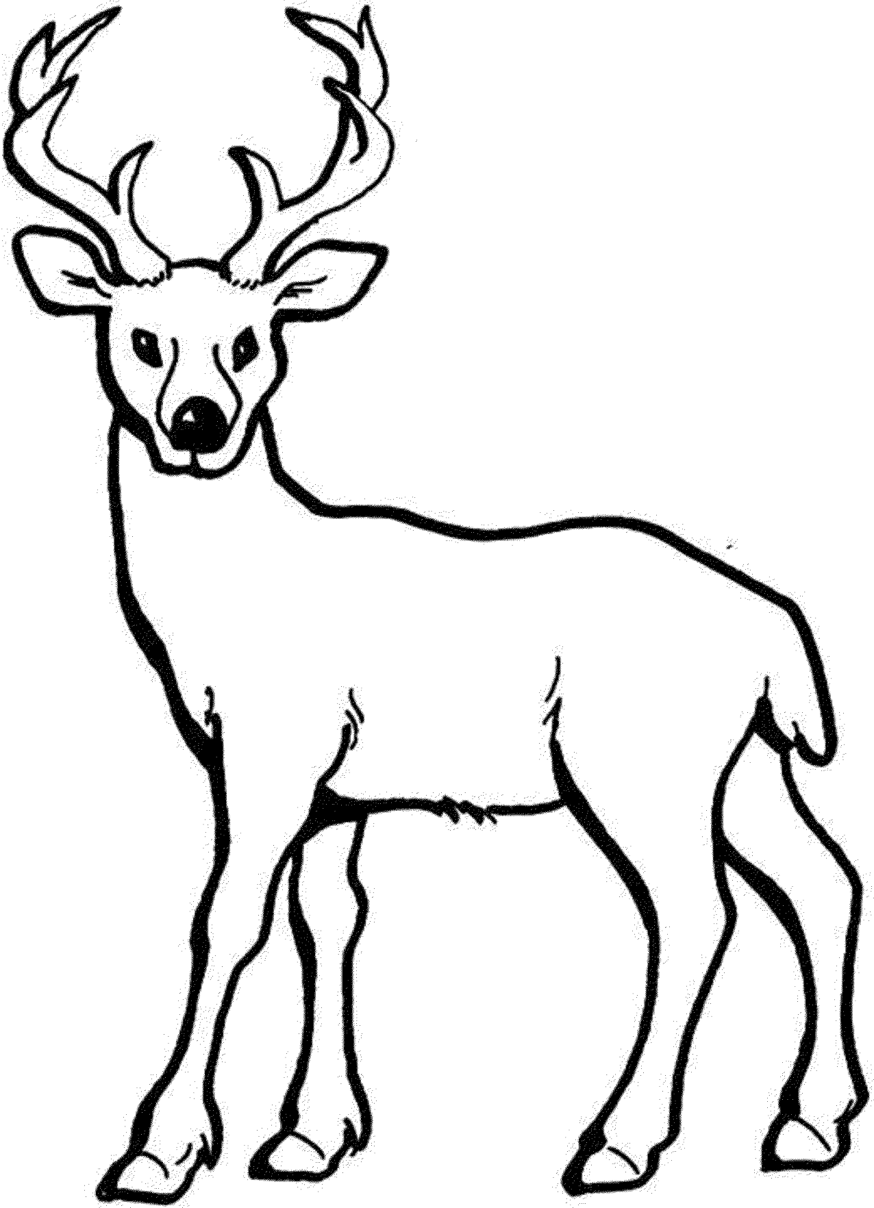 Deer coloring pages