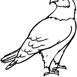 Eagle coloring pages printable for free download