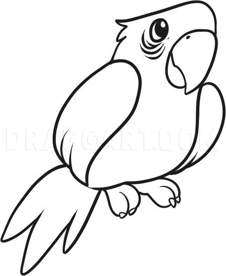 How to draw a parrot for kids coloring page trace drawing parrot drawing easy drawings drawings