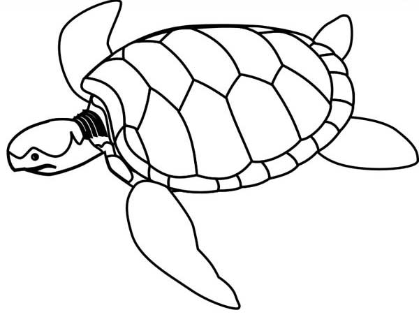 Sea turtle endangered coloring page