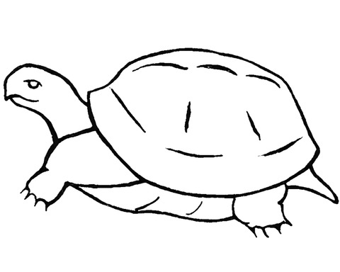 Turtle coloring page free printable coloring pages