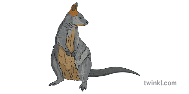 Australian swamp animals teaching wiki