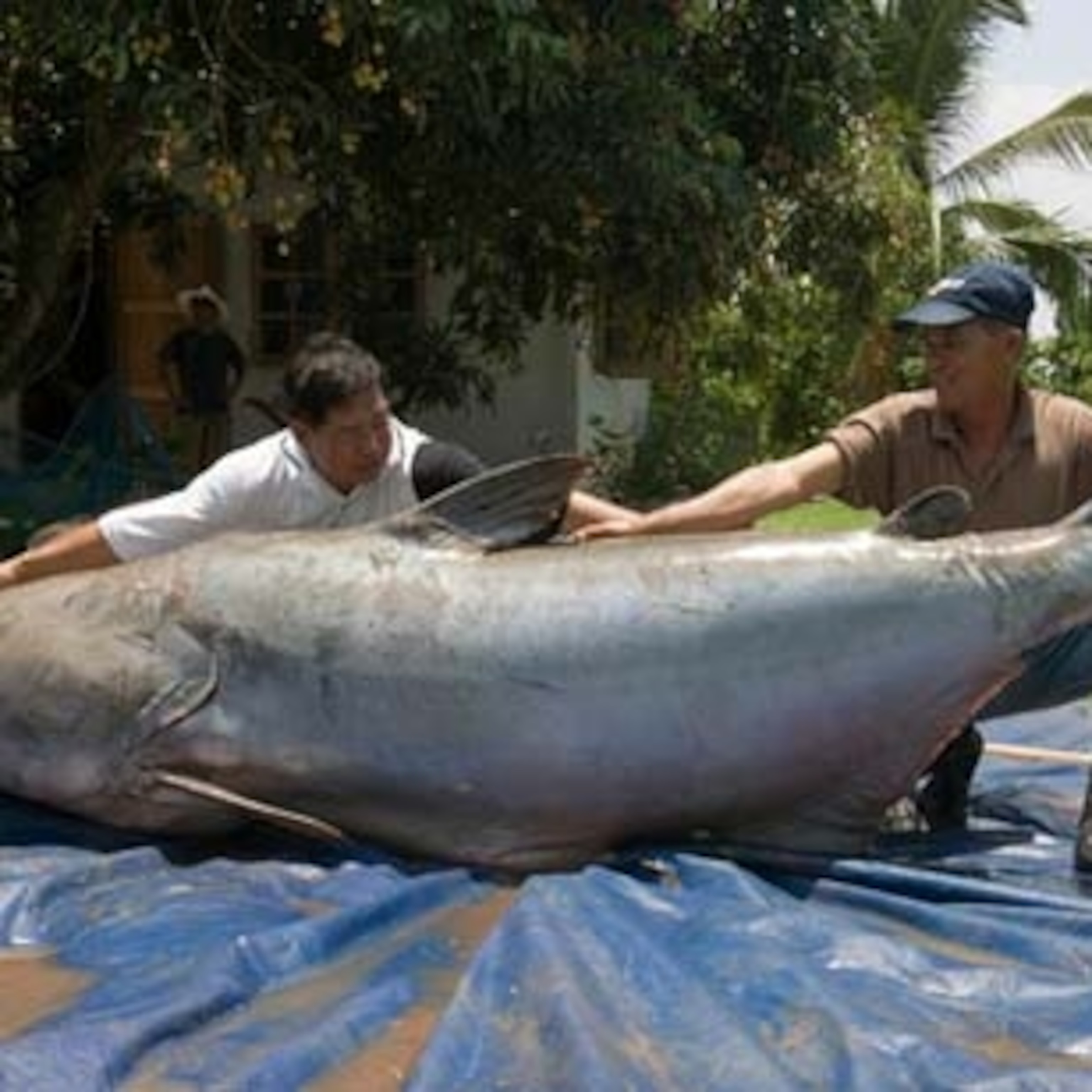 Photo of giant catfish: Real or fake?