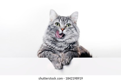 Cat Stock Photos: Free HD Pictures of Cats and Cute Kittens