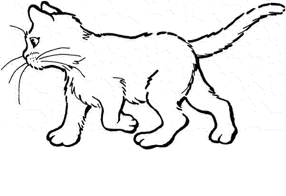 Realistic cat coloring pages at free download