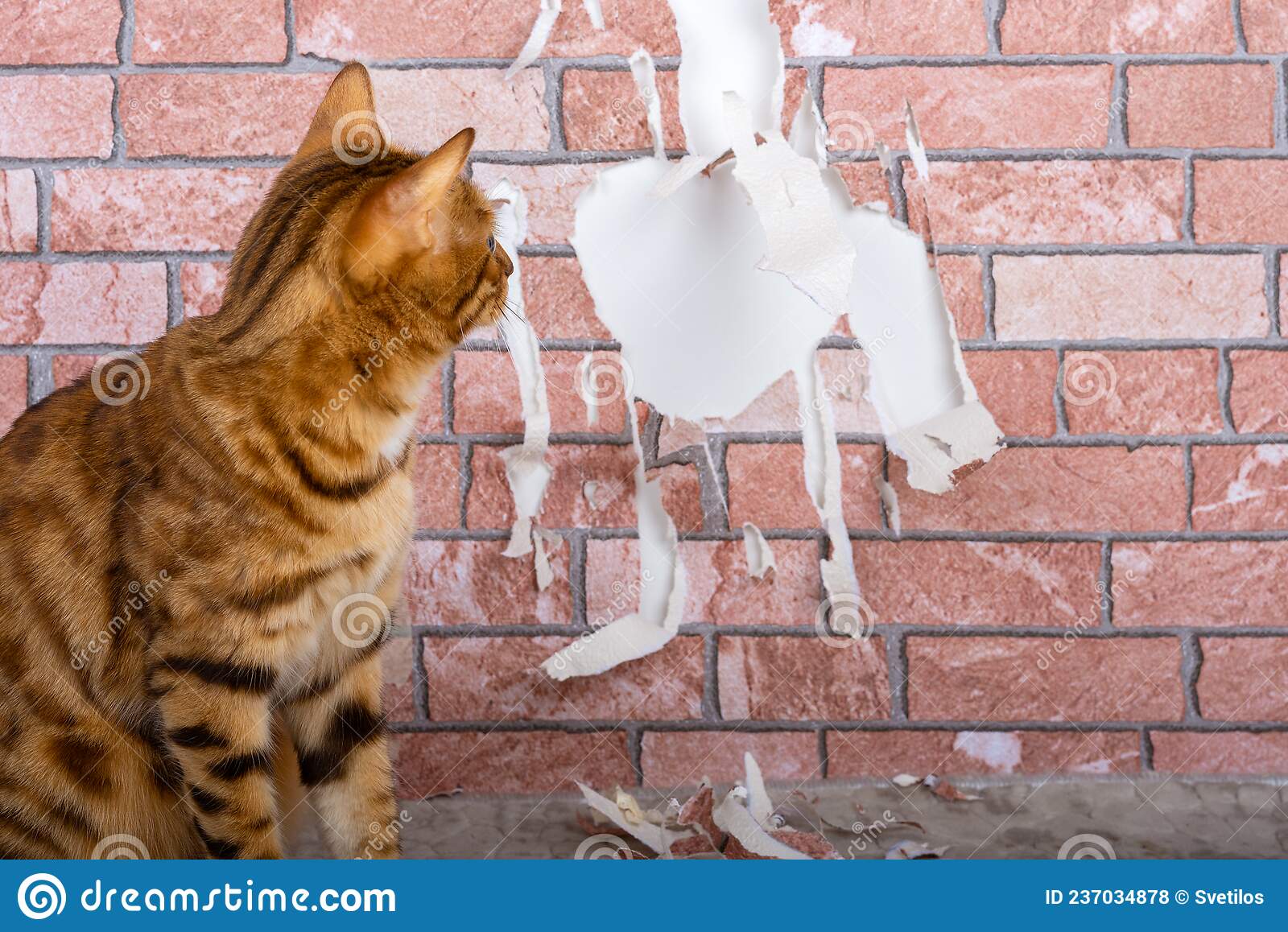 The cat is tearing the wallpaper the cat sharpens its nails against the wall stock photo