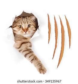 Funny cat torn wallpaper hole claw stock photo