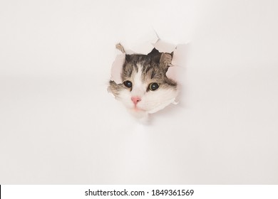 Cat curiously peeking out behind white stock photo