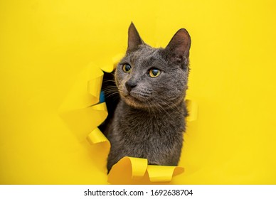 Cat tearing paper images stock photos vectors