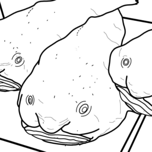 Blobfish coloring pages printable for free download