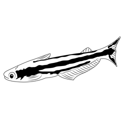 Africano glass catfish coloring page for kids