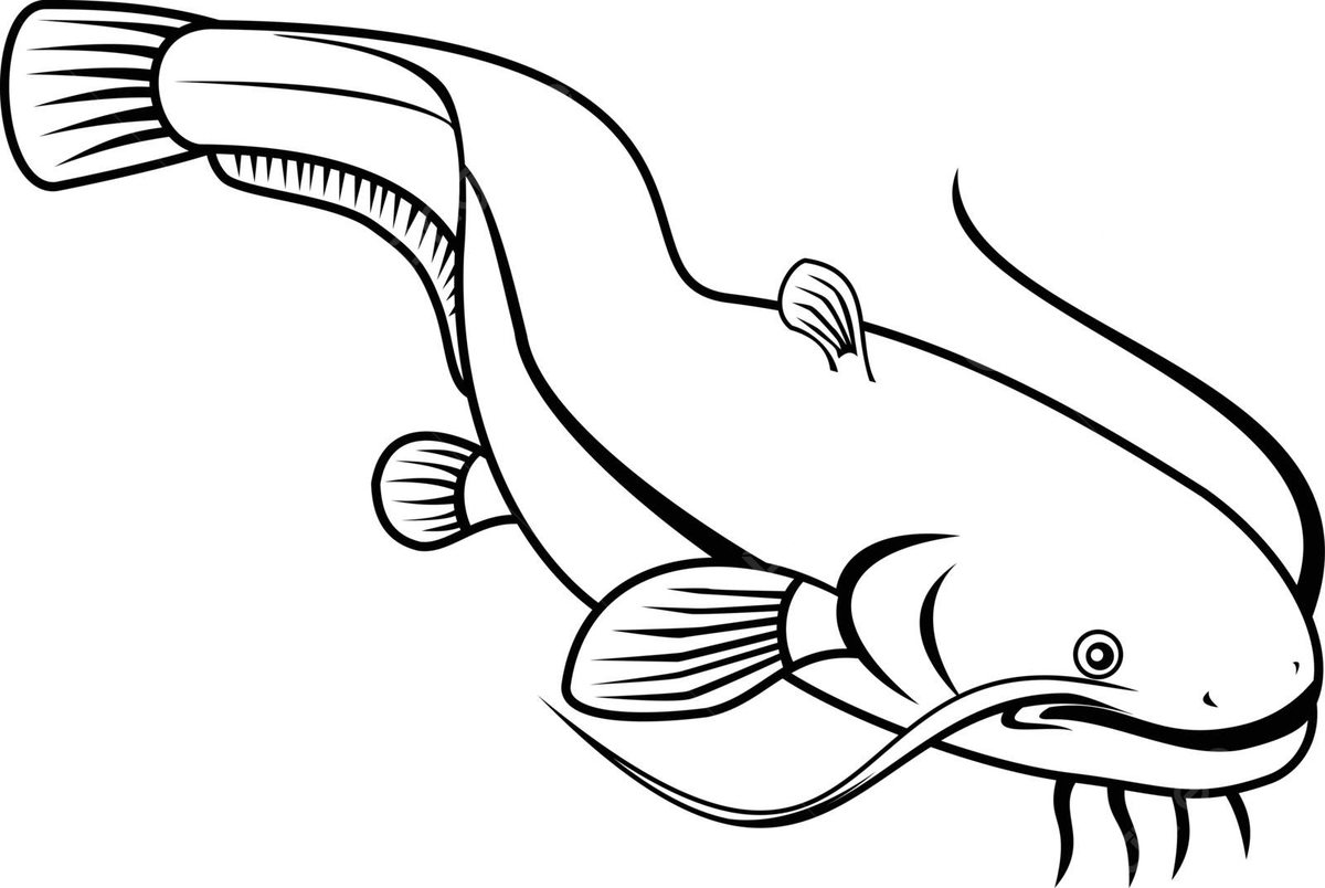 Wels catfish png vector psd and clipart with transparent background for free download