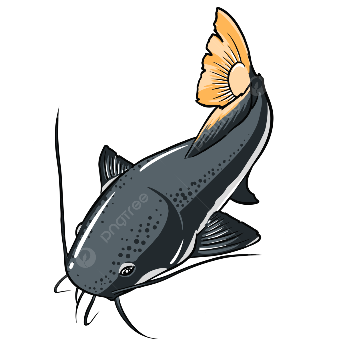 Species of fish png transparent images free download vector files