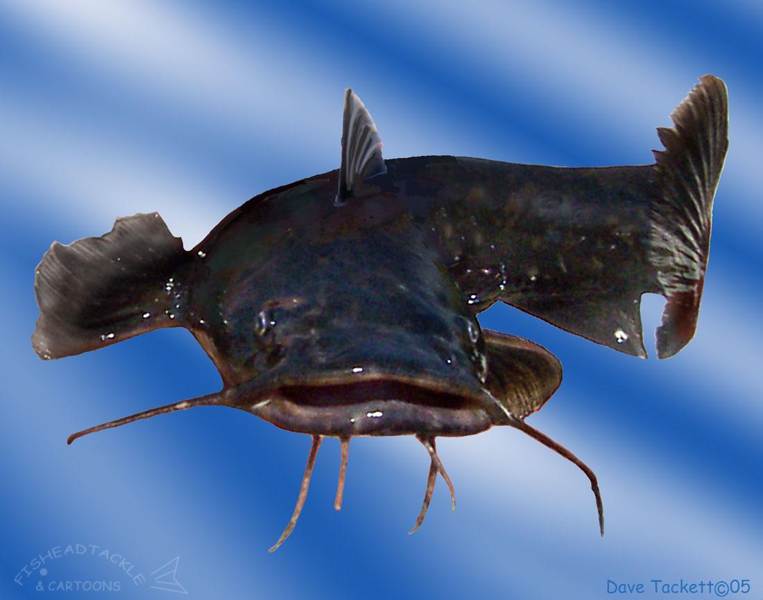 Whiskered Catfish Stock Photos - Free & Royalty-Free Stock Photos from  Dreamstime