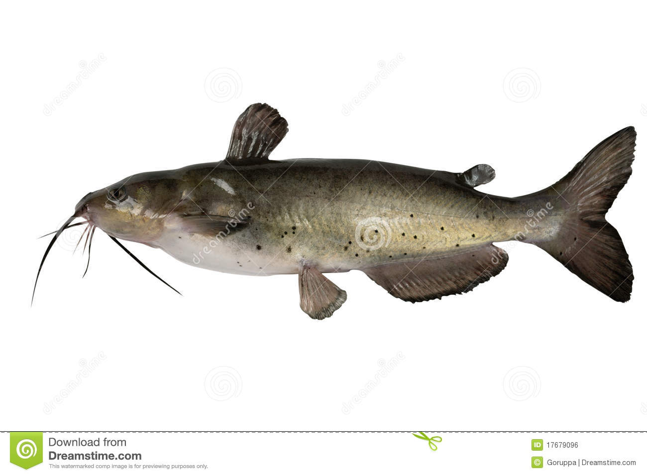 The Channel Catfish 3008x1960px Desktop Background